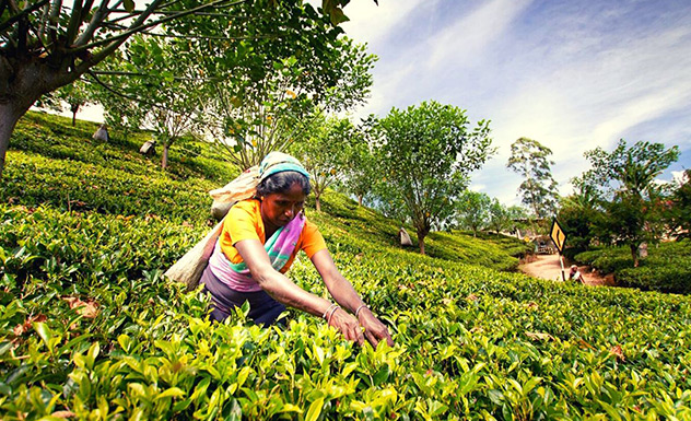 Trek Taylor’s tea hills - Experience - Sri Lanka In Style